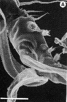 Species Nudivorax todai - Plate 13 of morphological figures