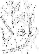 Espce Scabrantenna yooi - Planche 3 de figures morphologiques