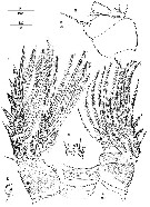 Species Scabrantenna yooi - Plate 6 of morphological figures