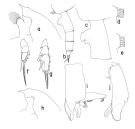Espce Paraeuchaeta kurilensis - Planche 1 de figures morphologiques