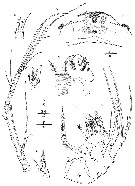 Espce Jamstecia terazakii - Planche 4 de figures morphologiques