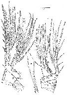 Espce Jamstecia terazakii - Planche 5 de figures morphologiques