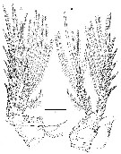 Espce Jamstecia terazakii - Planche 6 de figures morphologiques