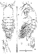 Espce Andromastax cephaloceratus - Planche 1 de figures morphologiques