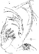 Espce Andromastax cephaloceratus - Planche 4 de figures morphologiques