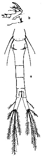 Espce Oithona alvarezi - Planche 1 de figures morphologiques