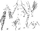 Espce Oithona dissimilis - Planche 5 de figures morphologiques