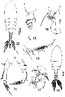 Species Pseudodiaptomus penicillus - Plate 1 of morphological figures