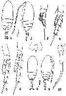 Espce Bestiolina amoyensis - Planche 1 de figures morphologiques