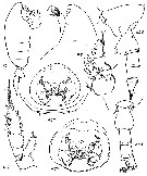 Espce Paraeuchaeta rotundirostris - Planche 1 de figures morphologiques