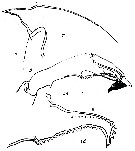 Espce Paraeuchaeta tridentata - Planche 1 de figures morphologiques