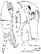 Espce Paraeuchaeta perplexa - Planche 1 de figures morphologiques