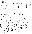 Espce Disseta magna - Planche 2 de figures morphologiques