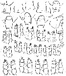 Espce Lucicutia ovalis - Planche 6 de figures morphologiques