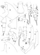 Species Paraeuchaeta tonsa - Plate 1 of morphological figures