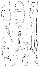 Espce Lucicutia polaris - Planche 3 de figures morphologiques