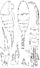Espce Lucicutia pseudopolaris - Planche 2 de figures morphologiques