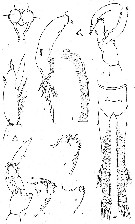 Espce Lucicutia pseudopolaris - Planche 3 de figures morphologiques