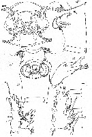 Espce Paraeuchaeta rubra - Planche 6 de figures morphologiques