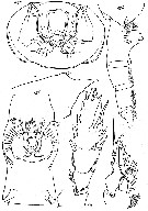 Species Paraeuchaeta abyssalis - Plate 3 of morphological figures