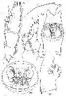 Espce Paraeuchaeta guttata - Planche 1 de figures morphologiques
