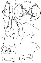 Espce Paraeuchaeta longisetosa - Planche 1 de figures morphologiques