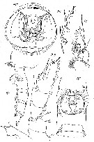 Espce Paraeuchaeta prima - Planche 1 de figures morphologiques