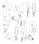 Espce Paraeuchaeta exigua - Planche 2 de figures morphologiques