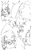 Espce Paraeuchaeta elongata - Planche 6 de figures morphologiques