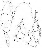 Espce Valdiviella oligarthra - Planche 5 de figures morphologiques