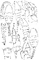 Espce Lucicutia anisofurcata - Planche 1 de figures morphologiques
