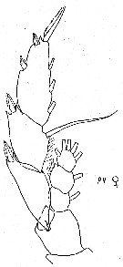 Espce Lucicutia anisofurcata - Planche 2 de figures morphologiques