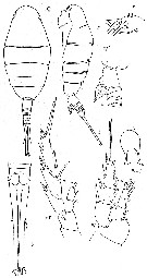 Espce Lucicutia anomala - Planche 3 de figures morphologiques