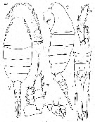 Espce Lucicutia cinerea - Planche 1 de figures morphologiques