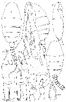 Espce Lucicutia curta - Planche 6 de figures morphologiques