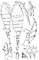 Espce Lucicutia curvifurcata - Planche 1 de figures morphologiques