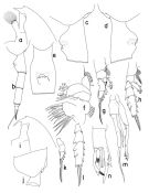 Espce Paraeuchaeta biloba - Planche 2 de figures morphologiques