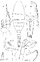 Espce Lucicutia intermedia - Planche 5 de figures morphologiques