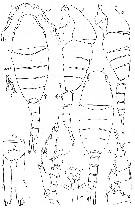 Espce Lucicutia macrocera - Planche 5 de figures morphologiques