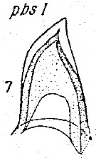 Espce Lucicutia wolfendeni - Planche 9 de figures morphologiques