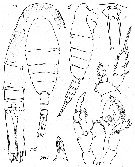 Espce Lucicutia ushakovi - Planche 2 de figures morphologiques