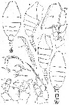 Espce Paraheterorhabdus (Paraheterorhabdus) compactoides - Planche 1 de figures morphologiques