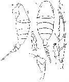 Espce Lucicutia polaris - Planche 4 de figures morphologiques
