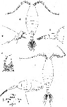 Espce Calanopia australica - Planche 2 de figures morphologiques