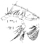 Espce Calanopia australica - Planche 4 de figures morphologiques