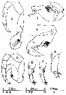 Espce Calanopia australica - Planche 5 de figures morphologiques
