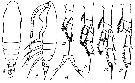 Espce Calocalanus tenuiculus - Planche 1 de figures morphologiques