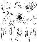 Espce Yrocalanus admirabilis - Planche 2 de figures morphologiques