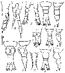 Espce Mecynocera clausi - Planche 10 de figures morphologiques