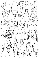 Espce Xantharus formosus - Planche 1 de figures morphologiques